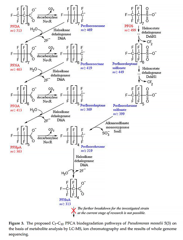 基于GenoLab M的全基因組測序揭示假單胞菌降解全氟羧酸的生物學(xué)機(jī)制 基于GenoLab M的全基因組測序揭示假單胞菌降解全氟羧酸的生物學(xué)機(jī)制